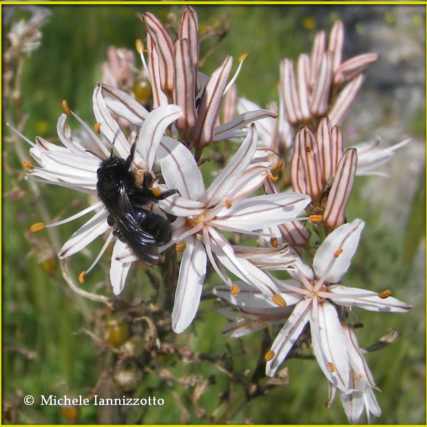 Imenottero su asfodelo: Andrena cfr morio